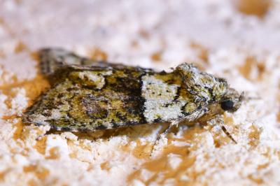 <i>Cryphia algae</i>