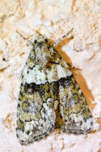 <i>Cryphia algae</i>