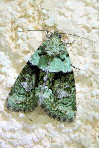 Cryphia algae