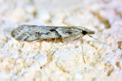 <i>Eudonia angustea</i>