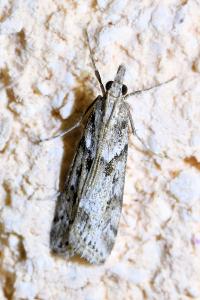 <i>Eudonia angustea</i>