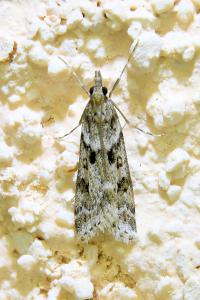 <i>Eudonia angustea</i>