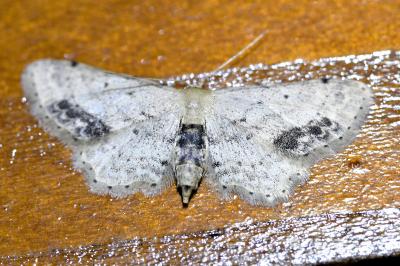 <i>Idaea dimidiata</i>