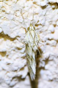 <i>Cynaeda dentalis</i>