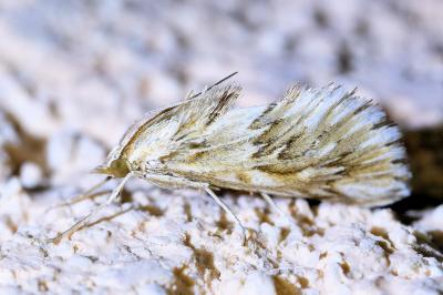 <i>Cynaeda dentalis</i>