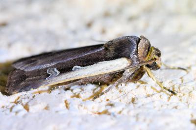 <i>Ochropleura plecta plecta</i>