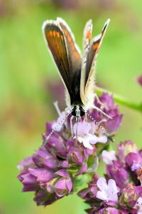 <i>Aricia agestis</i>