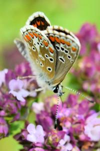 <i>Aricia agestis</i>
