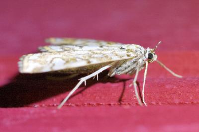 <i>Elophila nymphaeata</i>