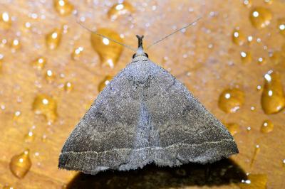 <i>Polypogon plumigeralis</i>