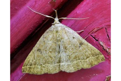 <i>Polypogon plumigeralis</i>