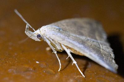 <i>Polypogon plumigeralis</i>