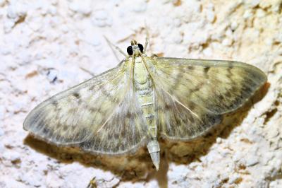 <i>Patania ruralis</i>