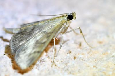 <i>Patania ruralis</i>