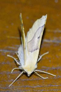 <i>Crocallis elinguaria</i>