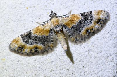<i>Eupithecia linariata</i>