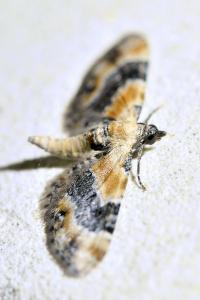 <i>Eupithecia linariata</i>