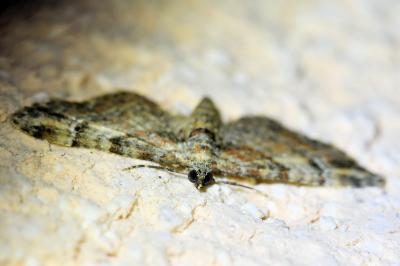 <i>Gymnoscelis rufifasciata</i>