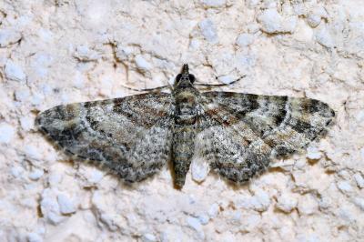 <i>Gymnoscelis rufifasciata</i>