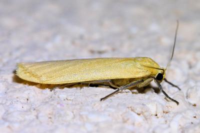 <i>Wittia sororcula</i>
