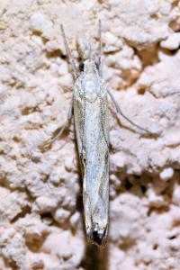 <i>Agriphila</i>