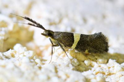 <i>Eidophasia messingiella</i>