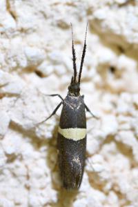 <i>Eidophasia messingiella</i>