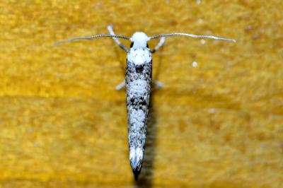 <i>Paraswammerdamia albicapitella</i>