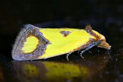 <i>Agapeta zoegana</i>