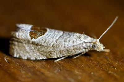 <i>Notocelia uddmanniana</i>