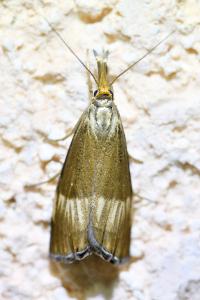 <i>Chrysocrambus linetella</i>