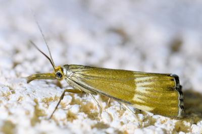 <i>Chrysocrambus linetella</i>