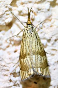 <i>Chrysocrambus linetella</i>