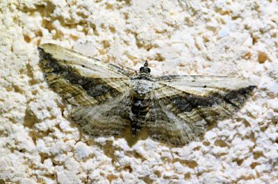 <i>Horisme vitalbata</i>