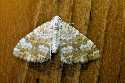 <i>Perizoma flavofasciata</i>