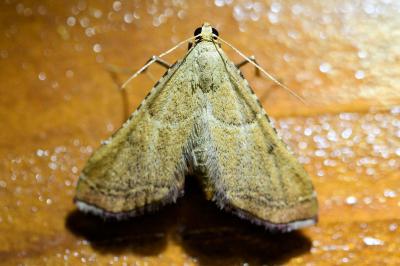 <i>Endotricha flammealis</i>