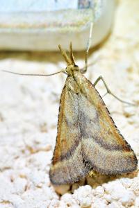 <i>Synaphe punctalis</i>