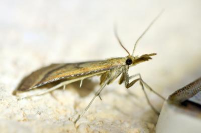 <i>Synaphe punctalis</i>