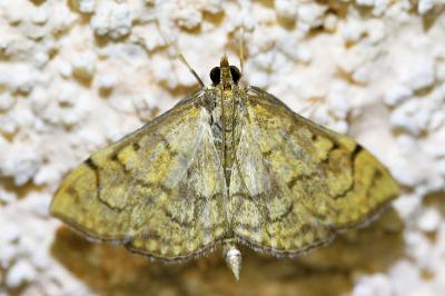 <i>Anania verbascalis</i>