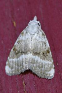 <i>Meganola albula</i>