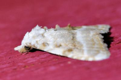 <i>Meganola albula</i>