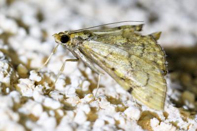 <i>Anania verbascalis</i>