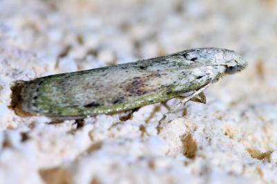 <i>Aphomia sociella</i>