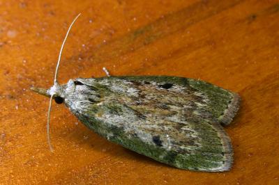 <i>Aphomia sociella</i>