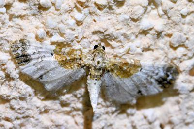 <i>Eupithecia breviculata</i>