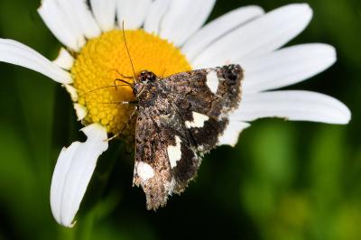 <i>Tyta luctuosa</i>