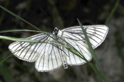 <i>Siona lineata</i>