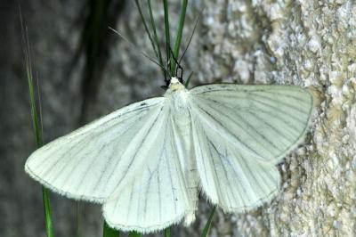 <i>Siona lineata</i>
