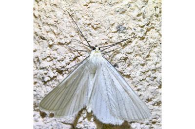 <i>Siona lineata</i>