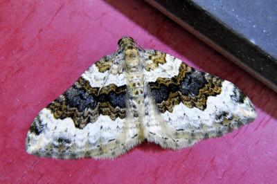 <i>Epirrhoe galiata</i>